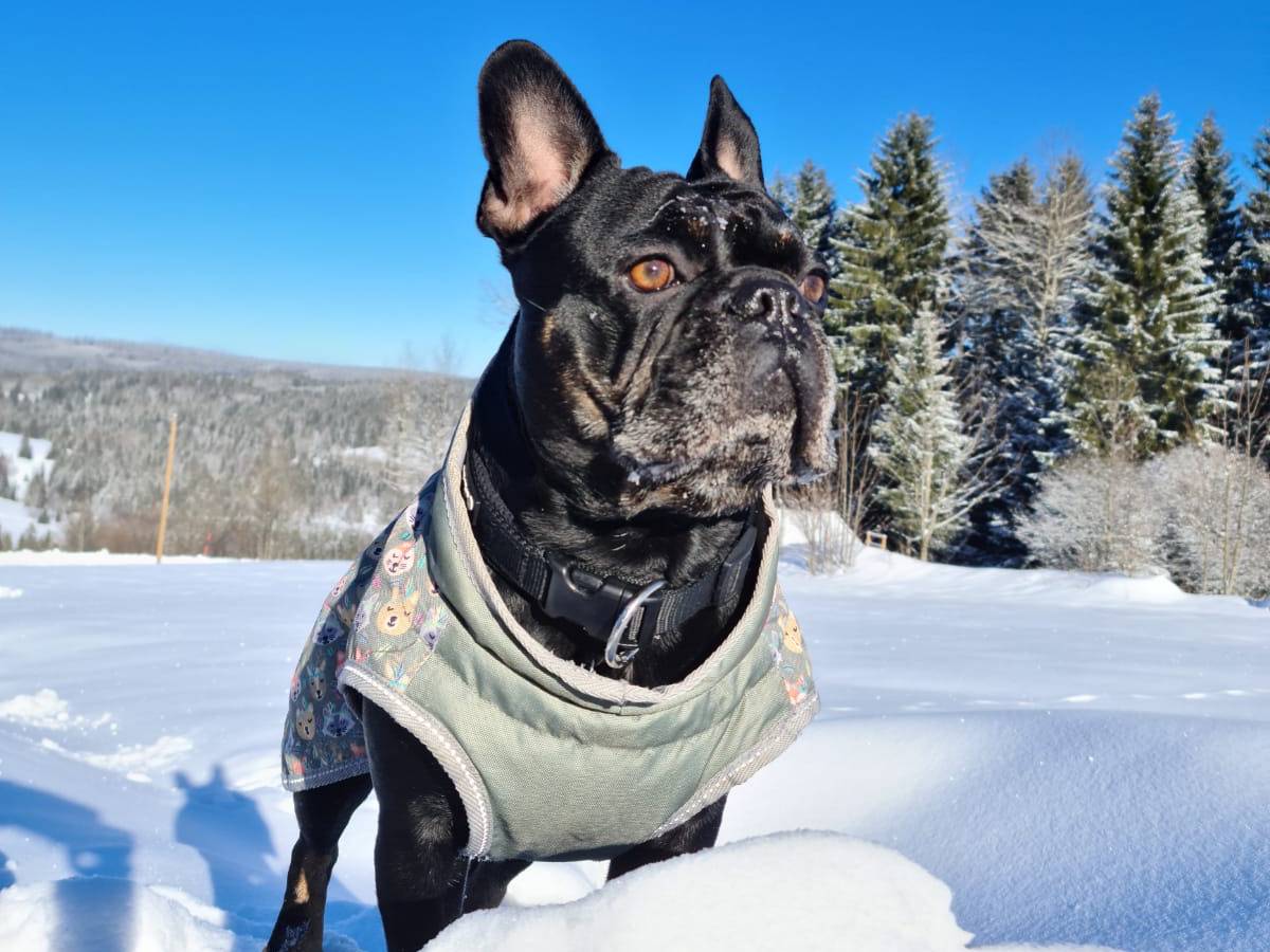 Pauschale Landhotel Sportalm Hund im Schnee